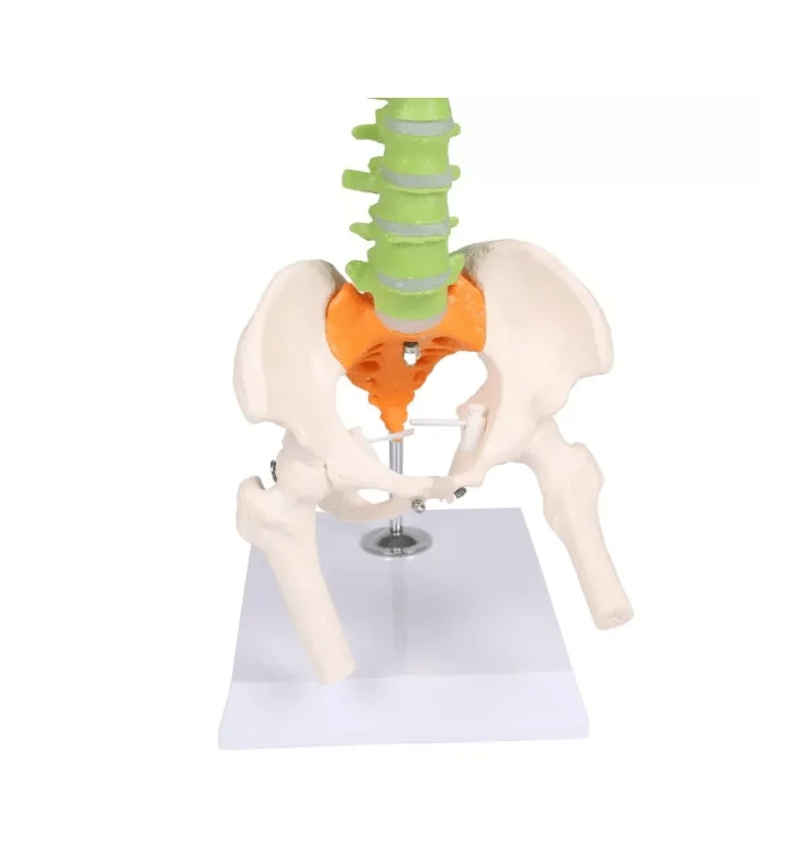 Flexible Miniaturwirbelsäule, didaktisch