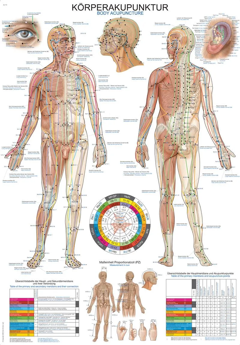 Lehrtafel Human Medizin