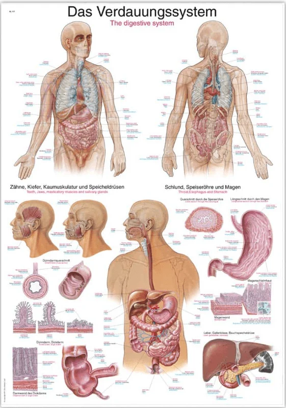 Lehrtafel Human Medizin