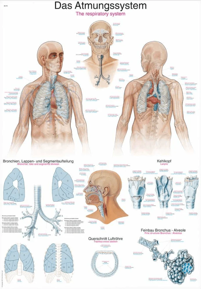 Lehrtafel Human Medizin