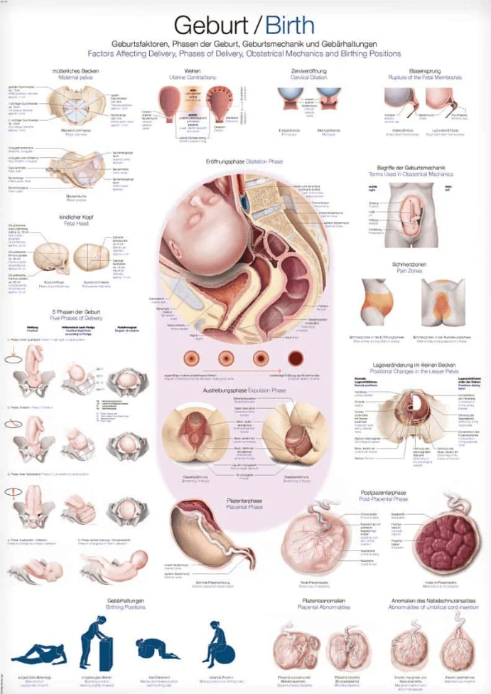 Lehrtafel Human Medizin