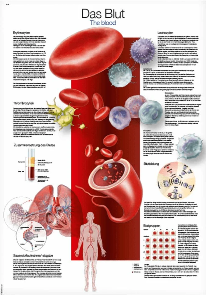Lehrtafel Human Medizin