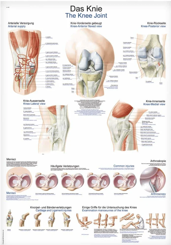 Lehrtafel Human Medizin