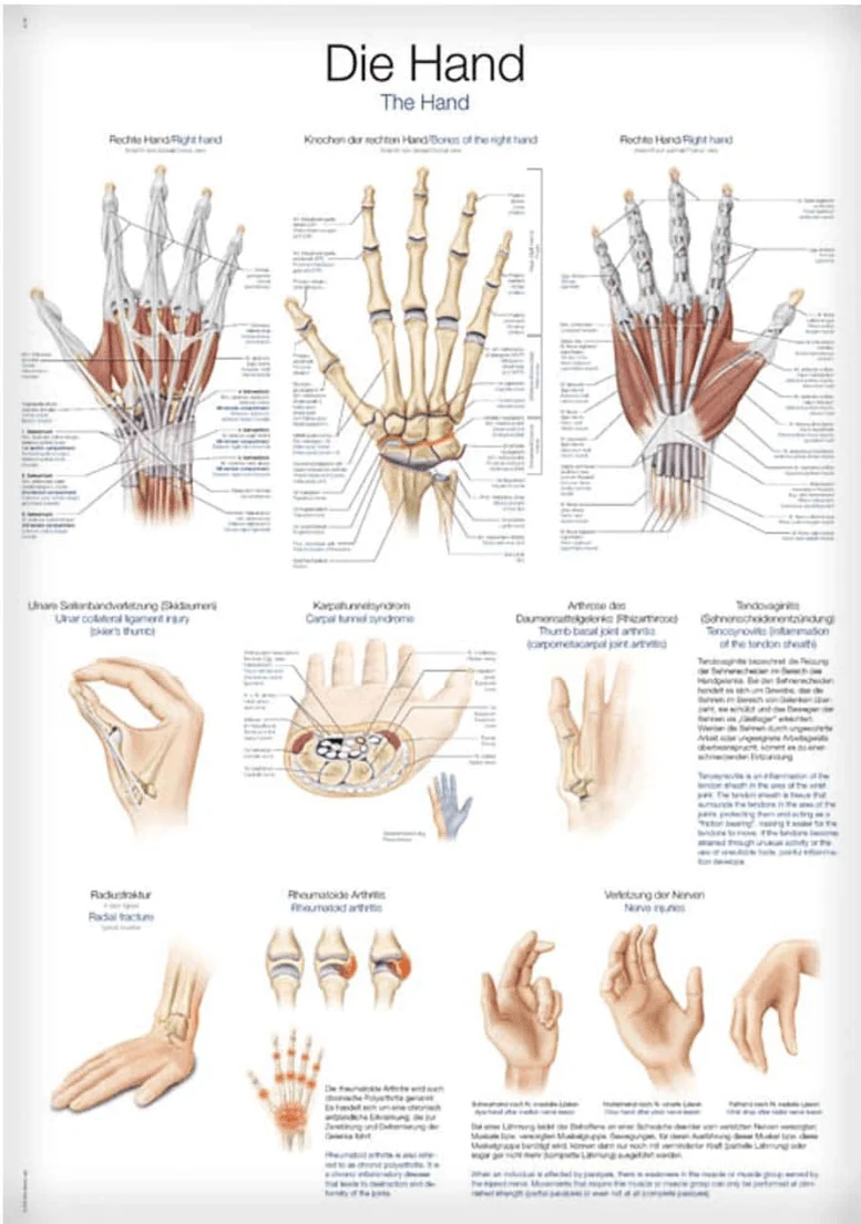 Lehrtafel Human Medizin