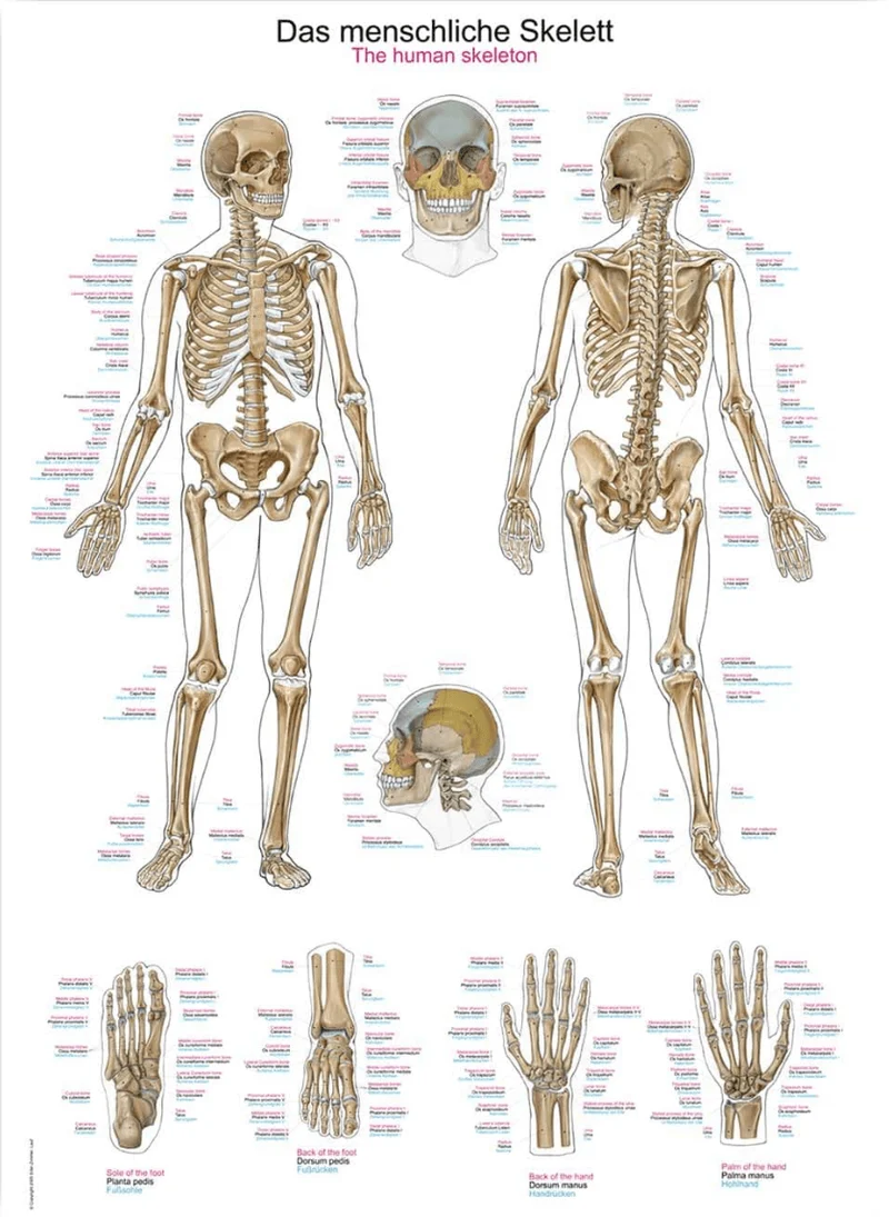 Lehrtafel Human Medizin
