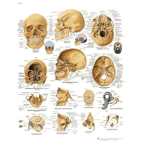 Lehrtafel Human Medizin
