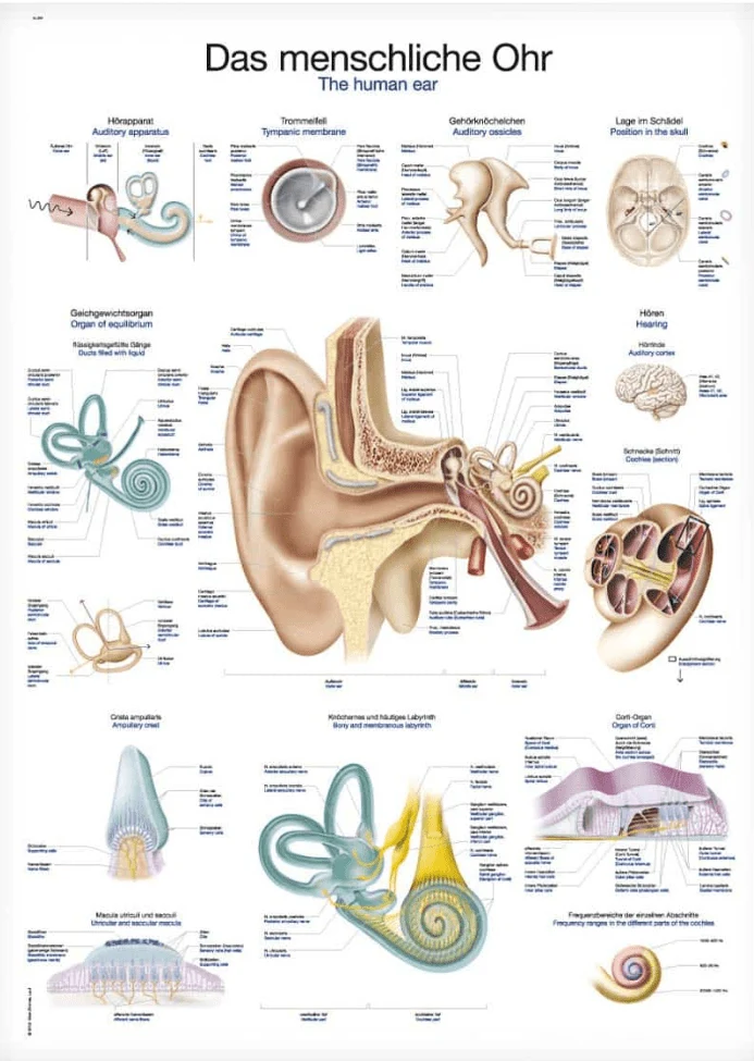Lehrtafel Human Medizin