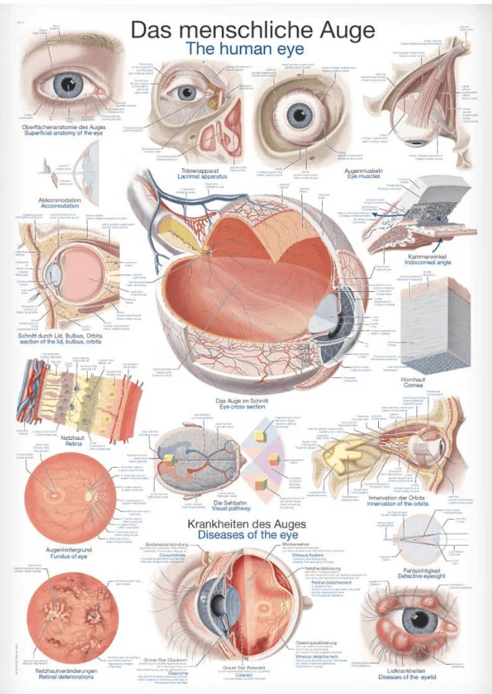 Lehrtafel Human Medizin