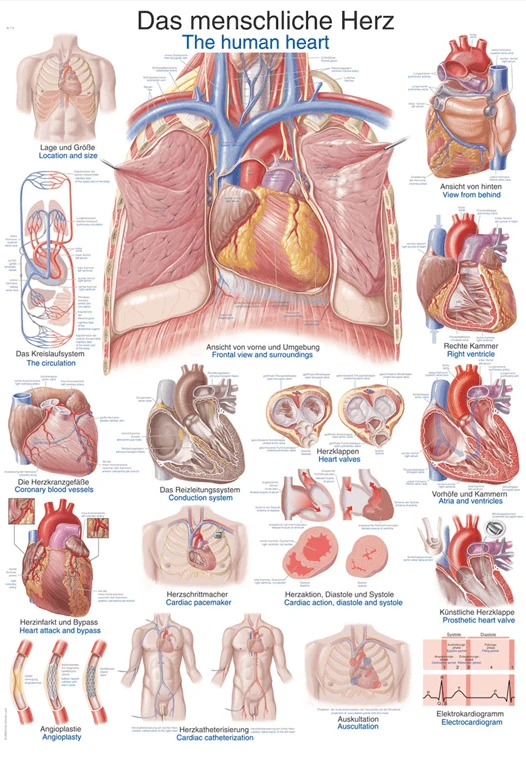 Lehrtafel Human Medizin