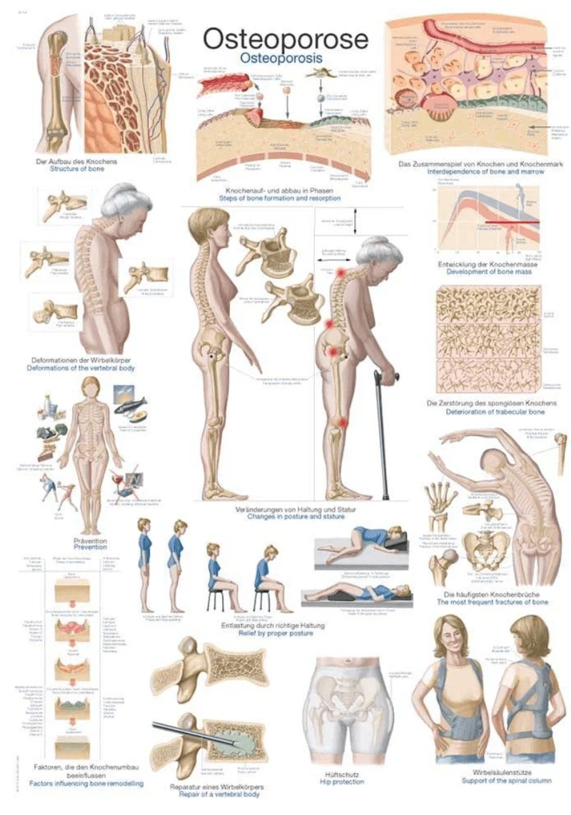 Lehrtafel Human Medizin