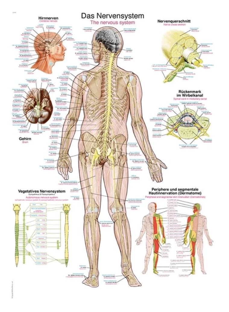 Lehrtafel Human Medizin
