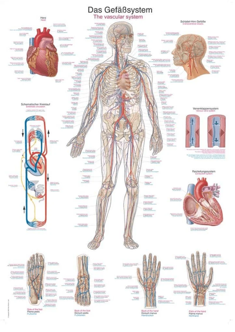 Lehrtafel Human Medizin