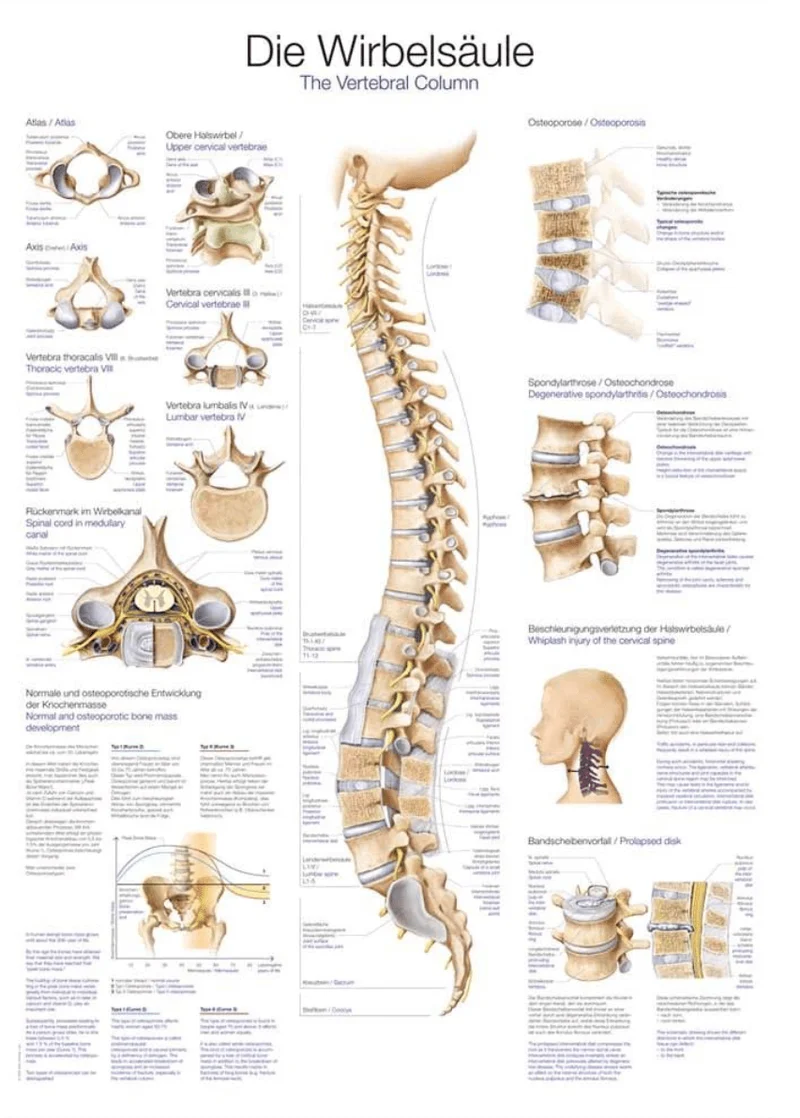 Lehrtafel Human Medizin