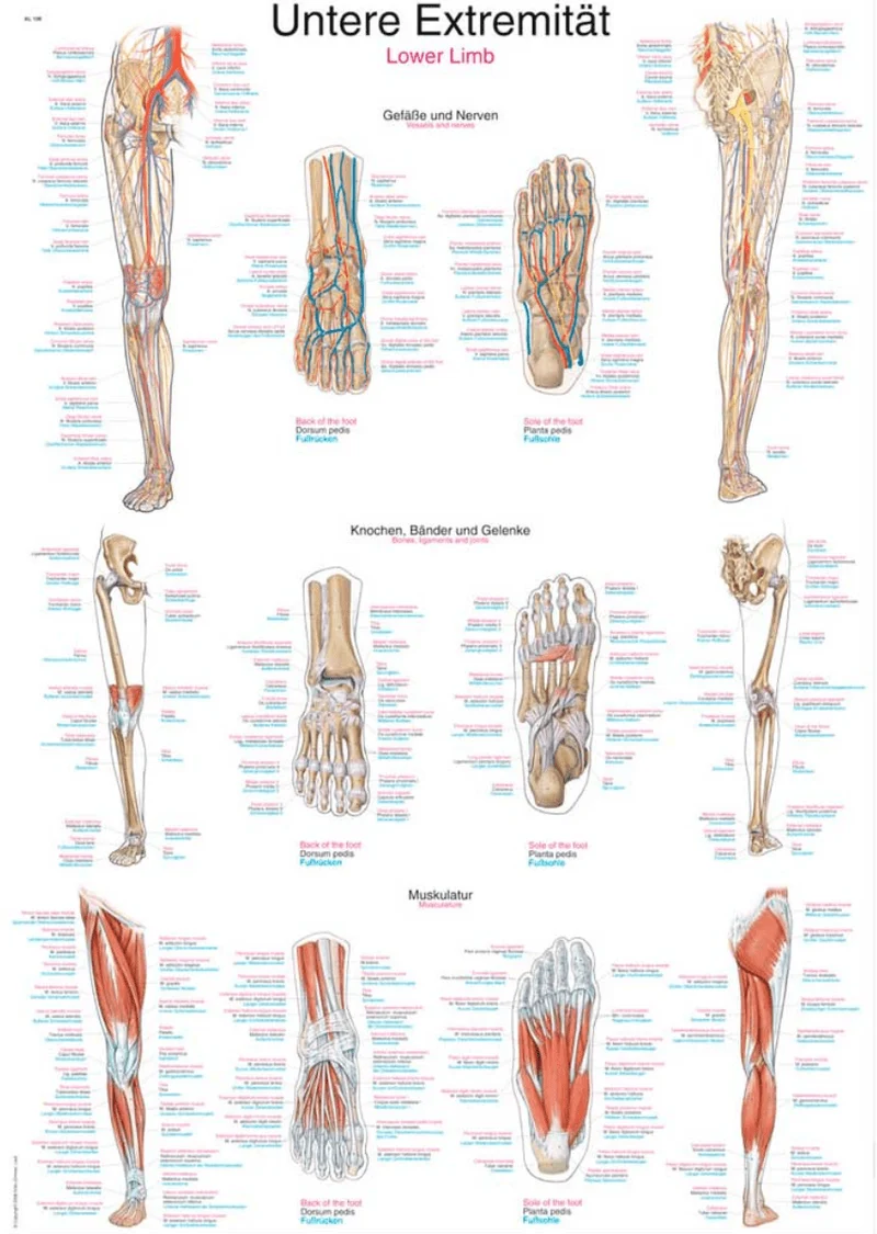 Lehrtafel Human Medizin