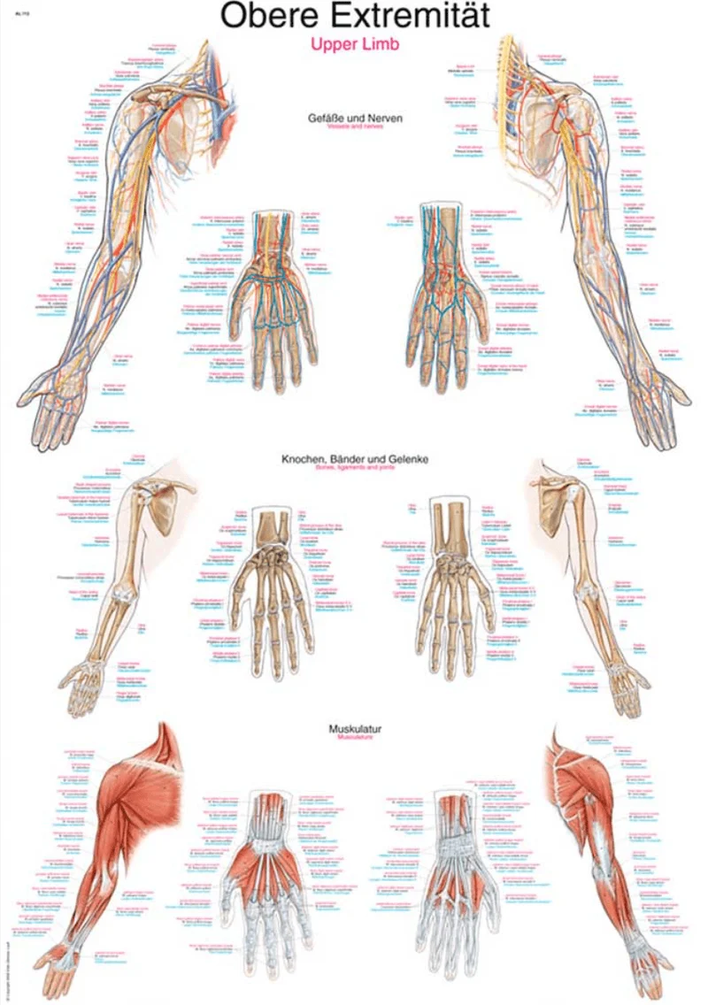 Lehrtafel Human Medizin