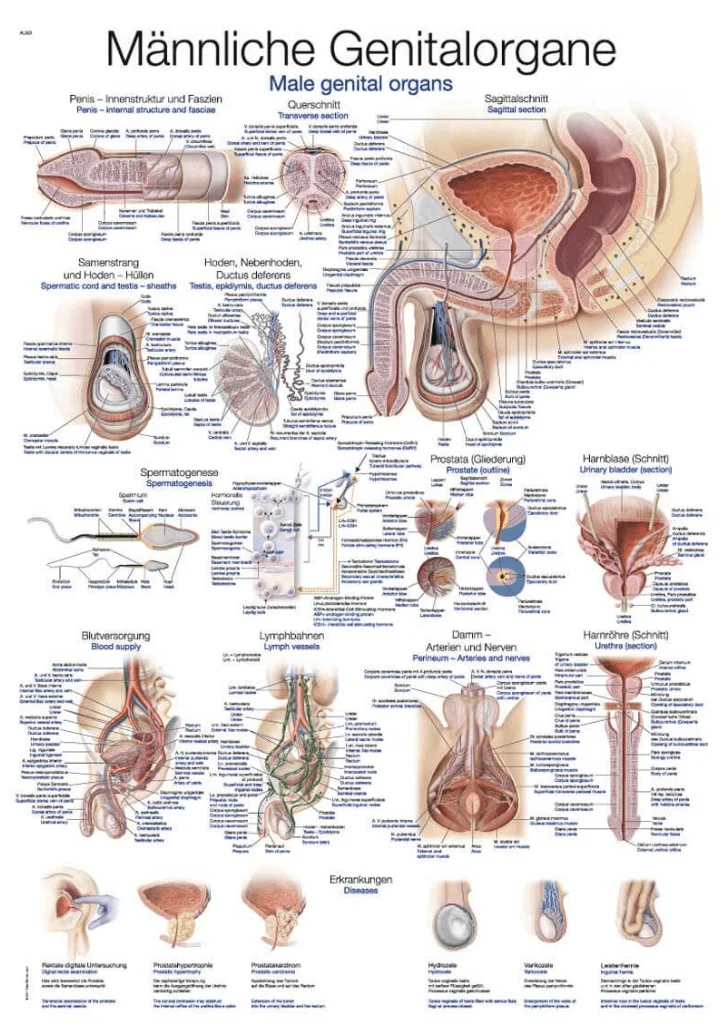 Lehrtafel Human Medizin