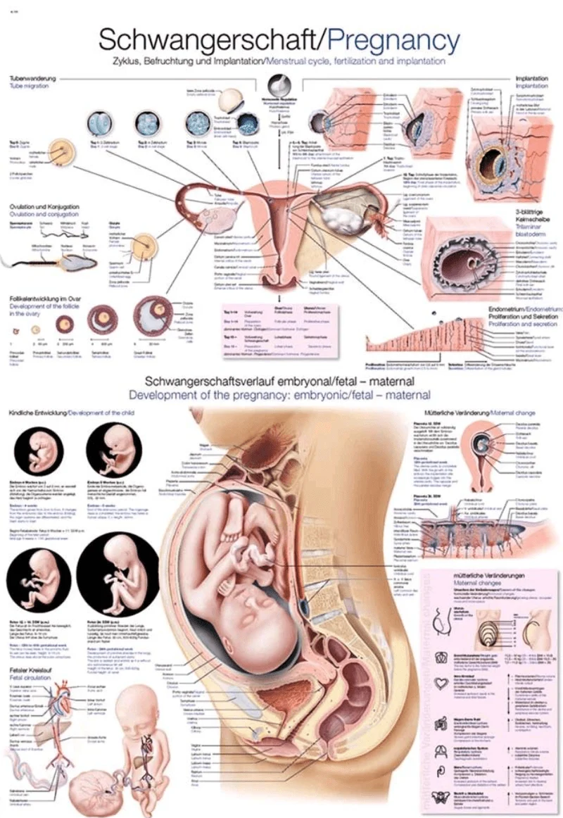 Lehrtafel Human Medizin
