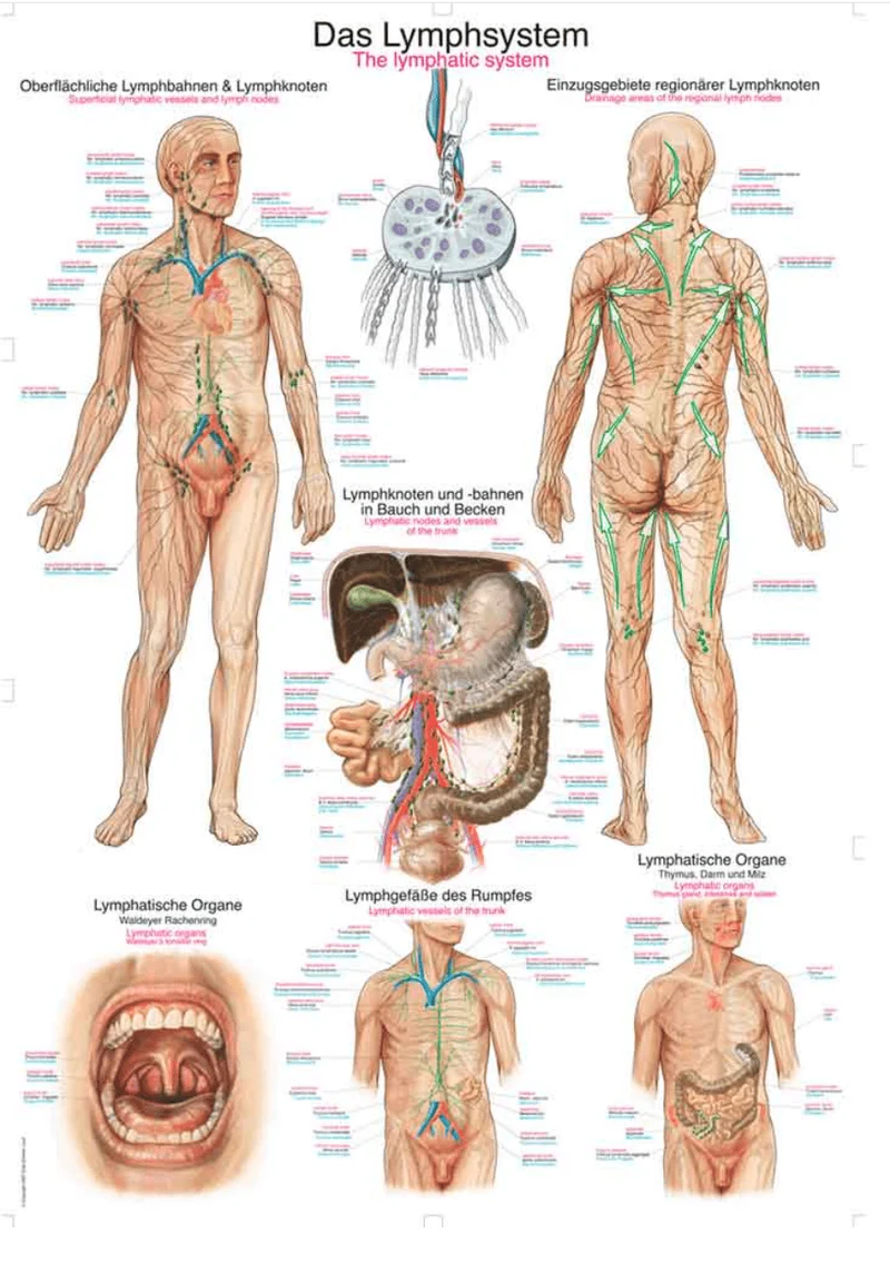 Lehrtafel Human Medizin