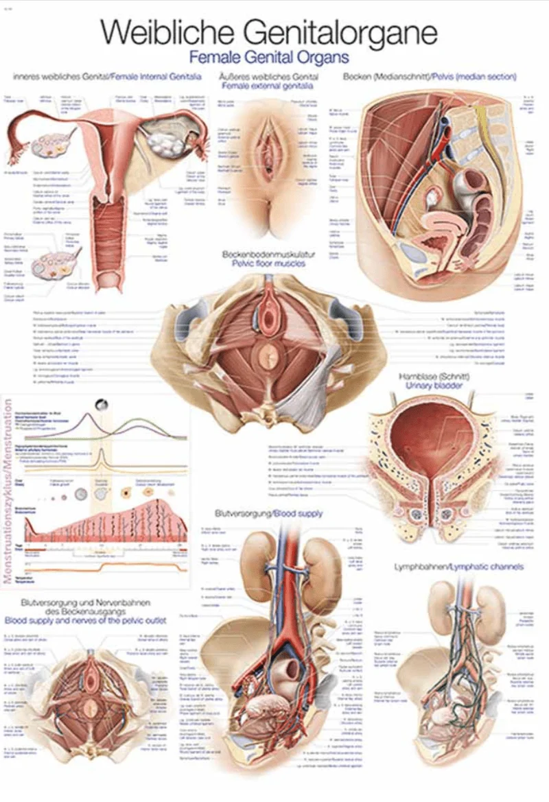 Lehrtafel Human Medizin