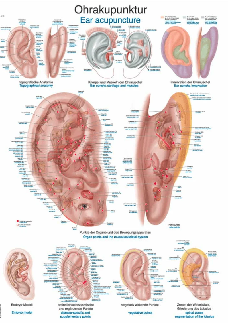 Lehrtafel Human Medizin