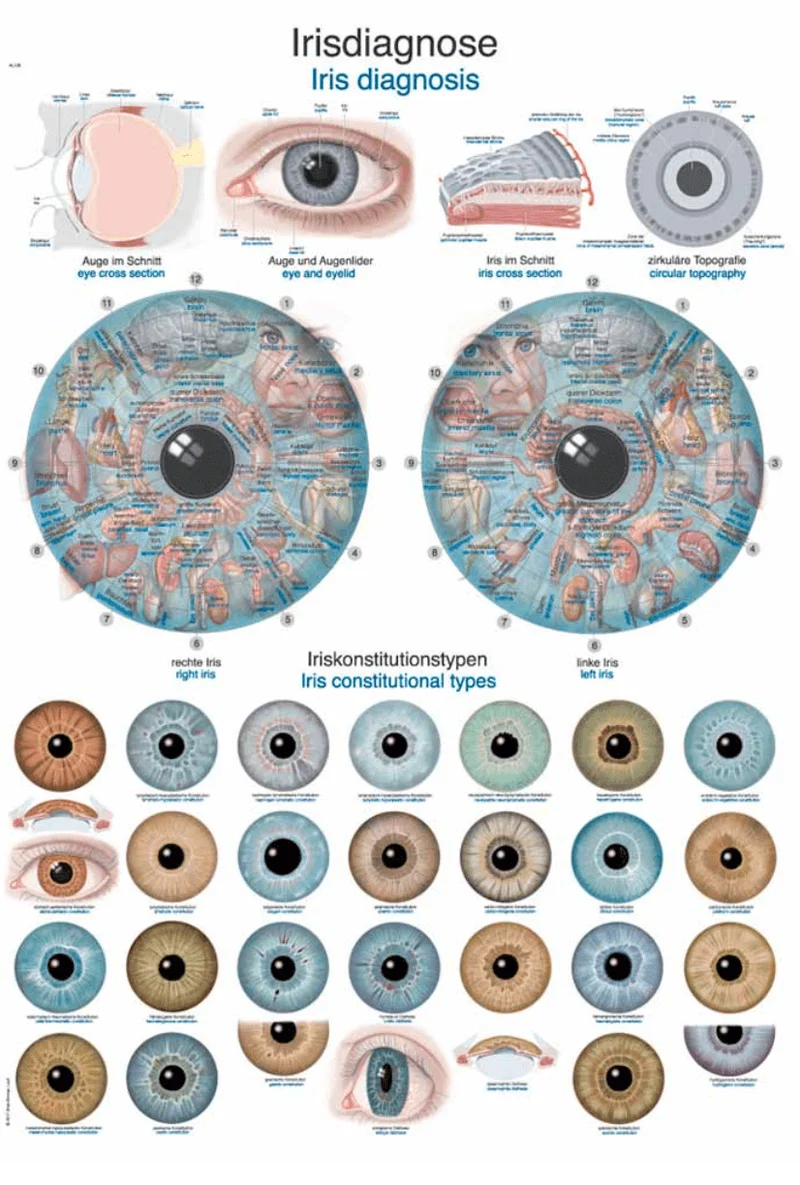 Lehrtafel Human Medizin
