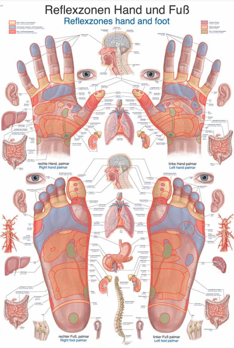 Lehrtafel Human Medizin