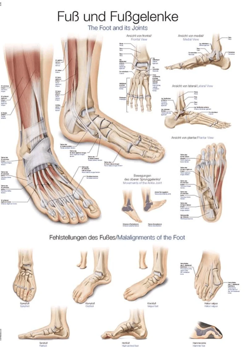 Lehrtafel Human Medizin