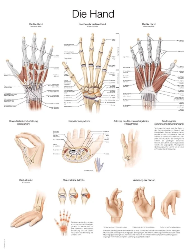 Lehrtafel Human Medizin