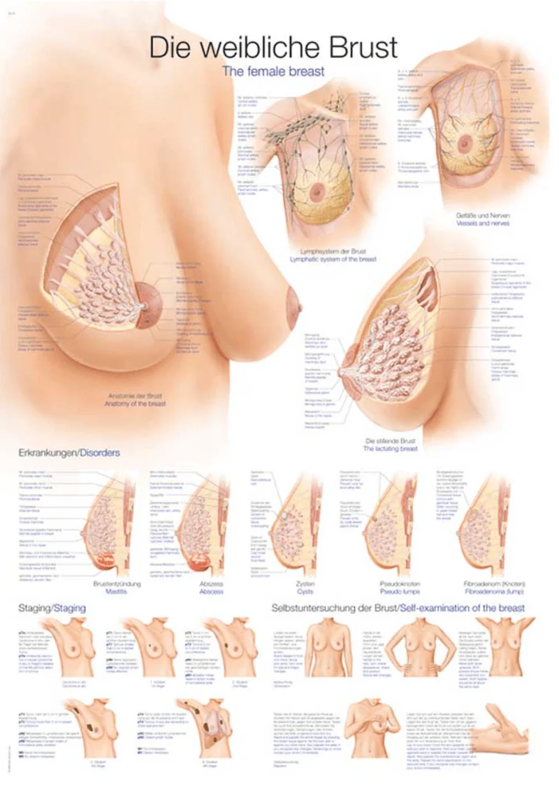 Lehrtafel Human Medizin