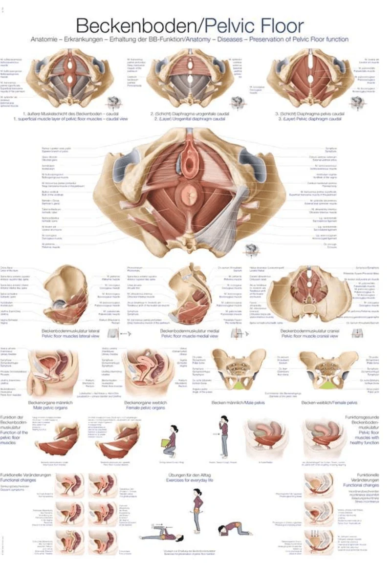 Lehrtafel Human Medizin