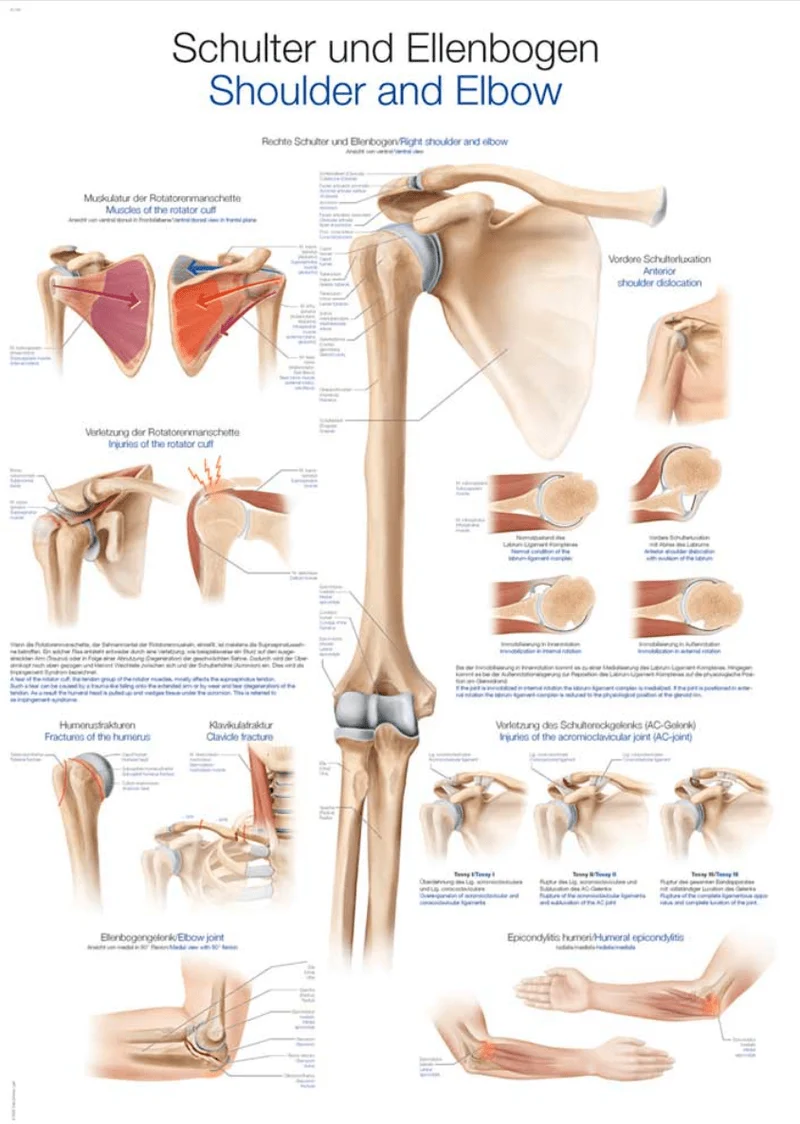 Lehrtafel Human Medizin