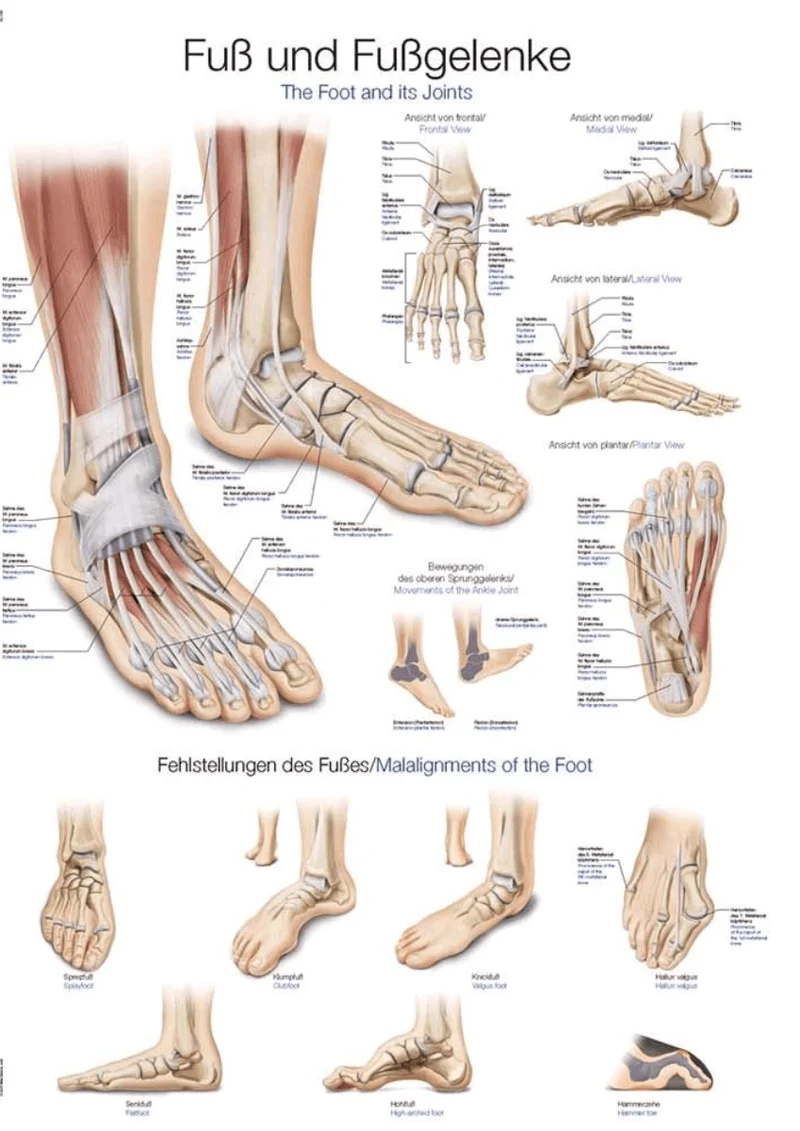 Lehrtafel Human Medizin
