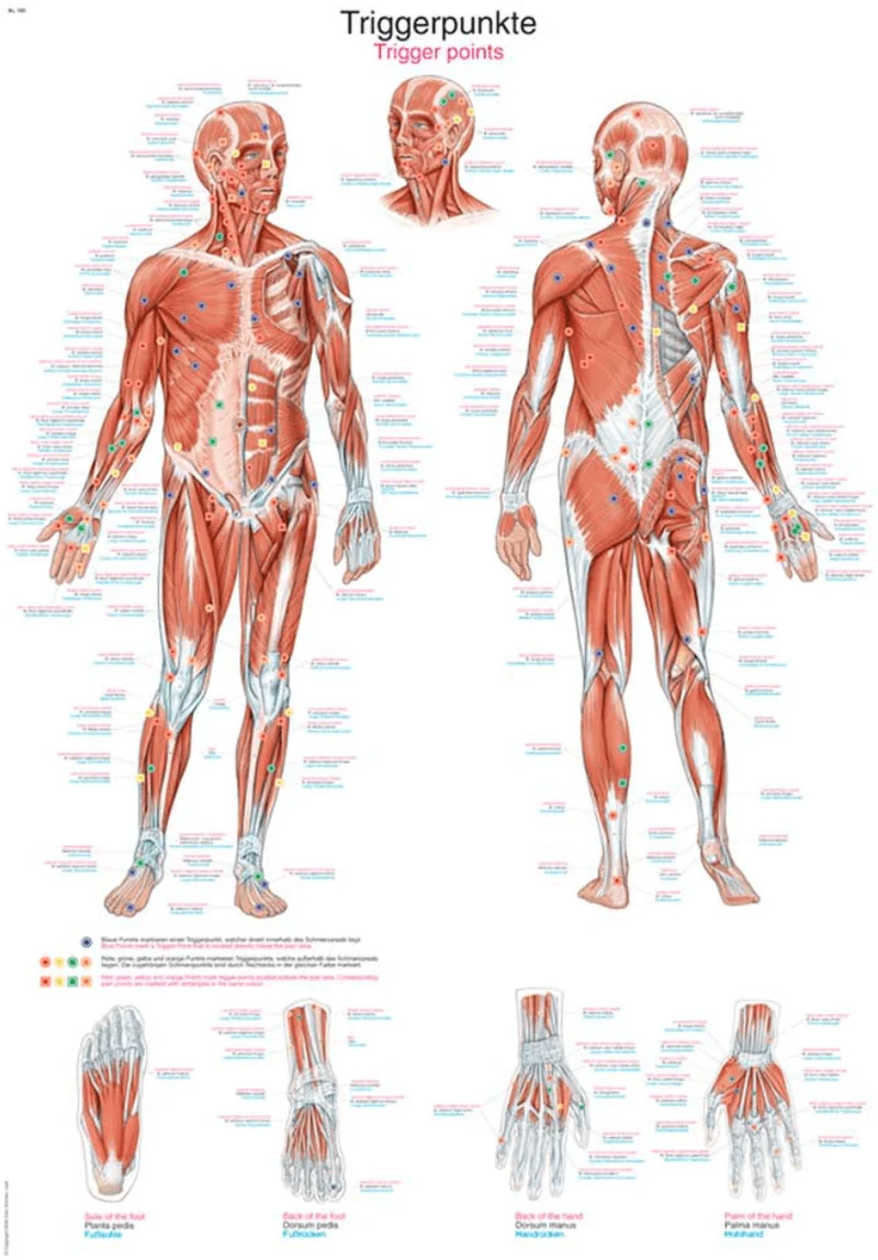 Lehrtafel Human Medizin