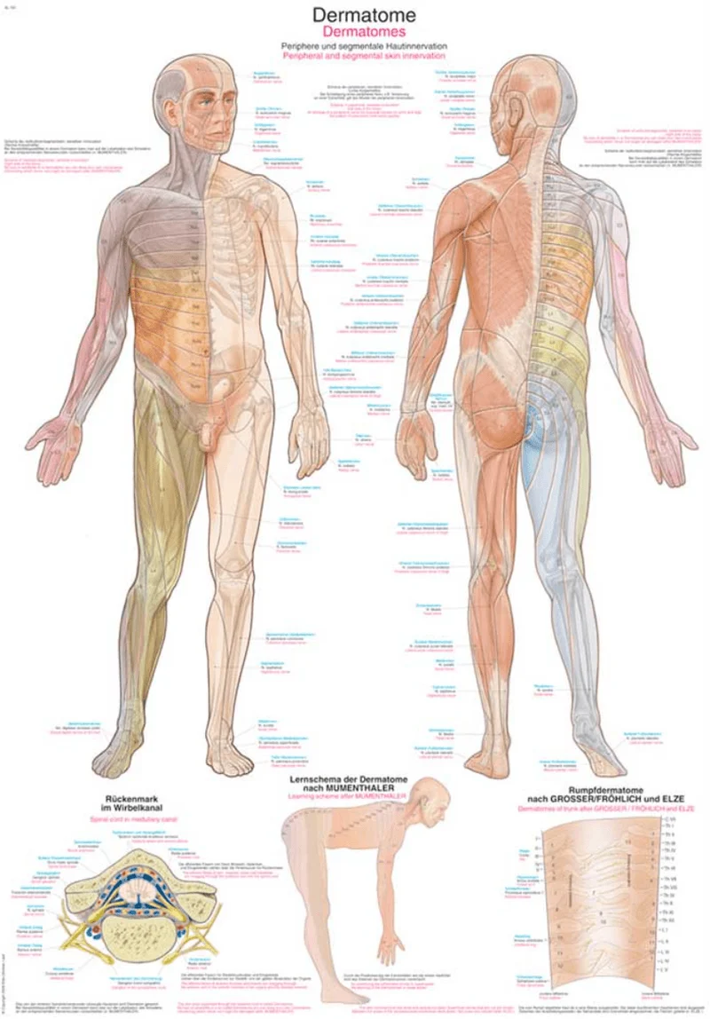Lehrtafel Human Medizin
