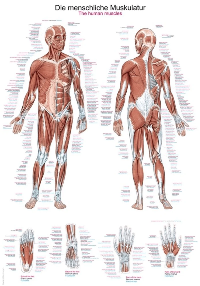 Lehrtafel Human Medizin