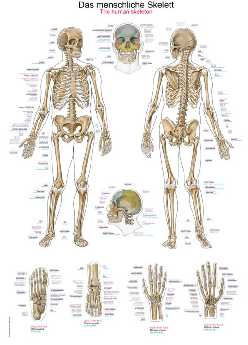 Lehrtafel Human Medizin
