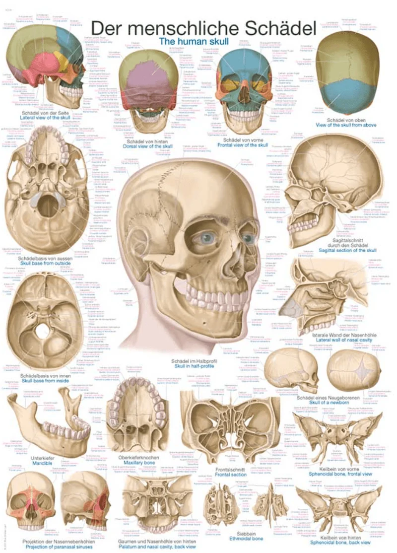 Lehrtafel Human Medizin