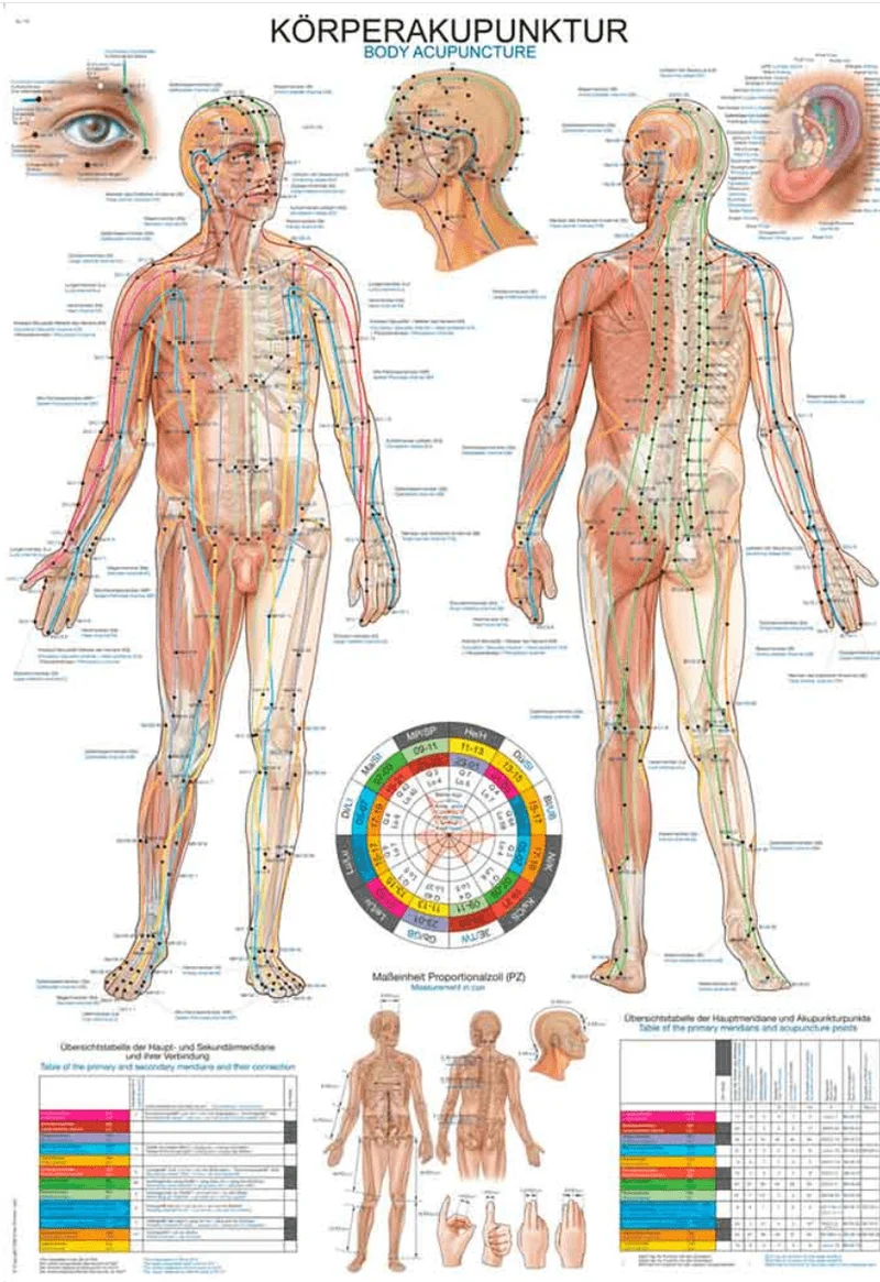 Lehrtafel Human Medizin