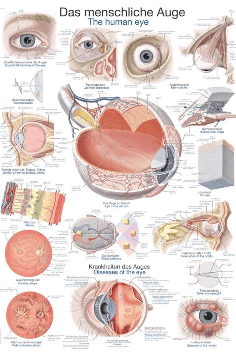 Lehrtafel Human Medizin