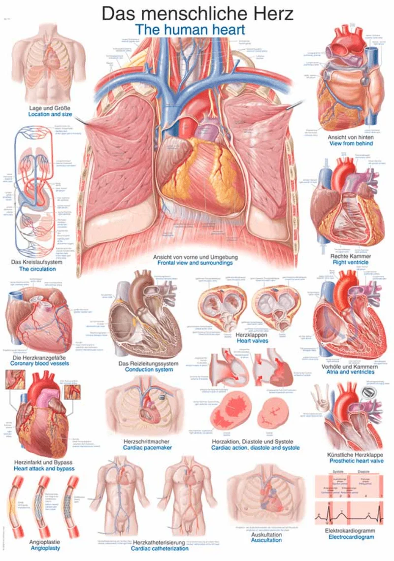 Lehrtafel Human Medizin