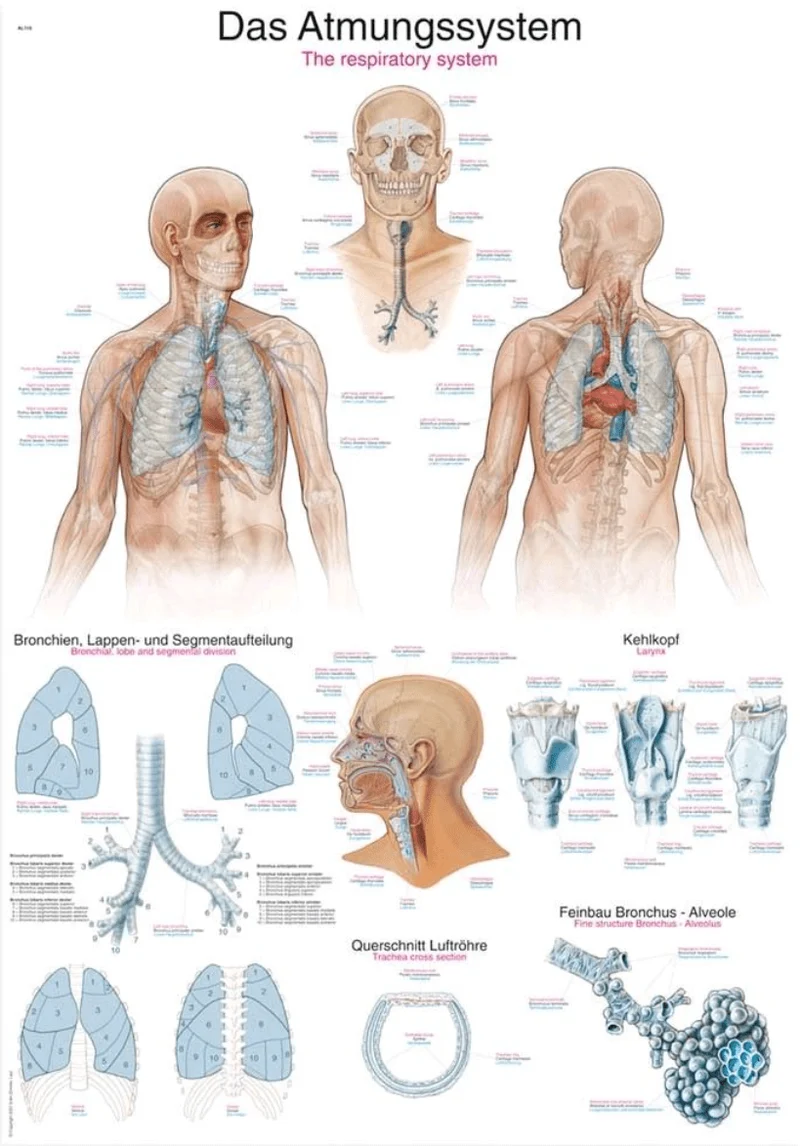 Lehrtafel Human Medizin