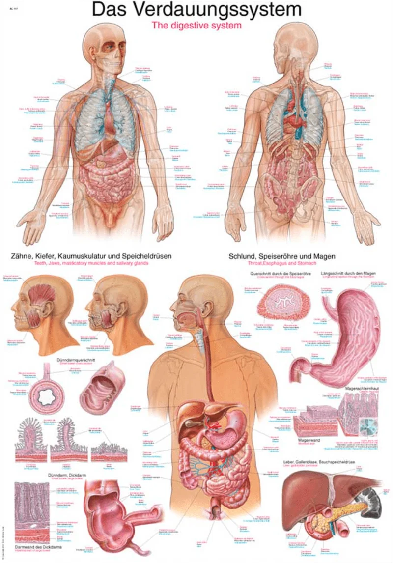 Lehrtafel Human Medizin