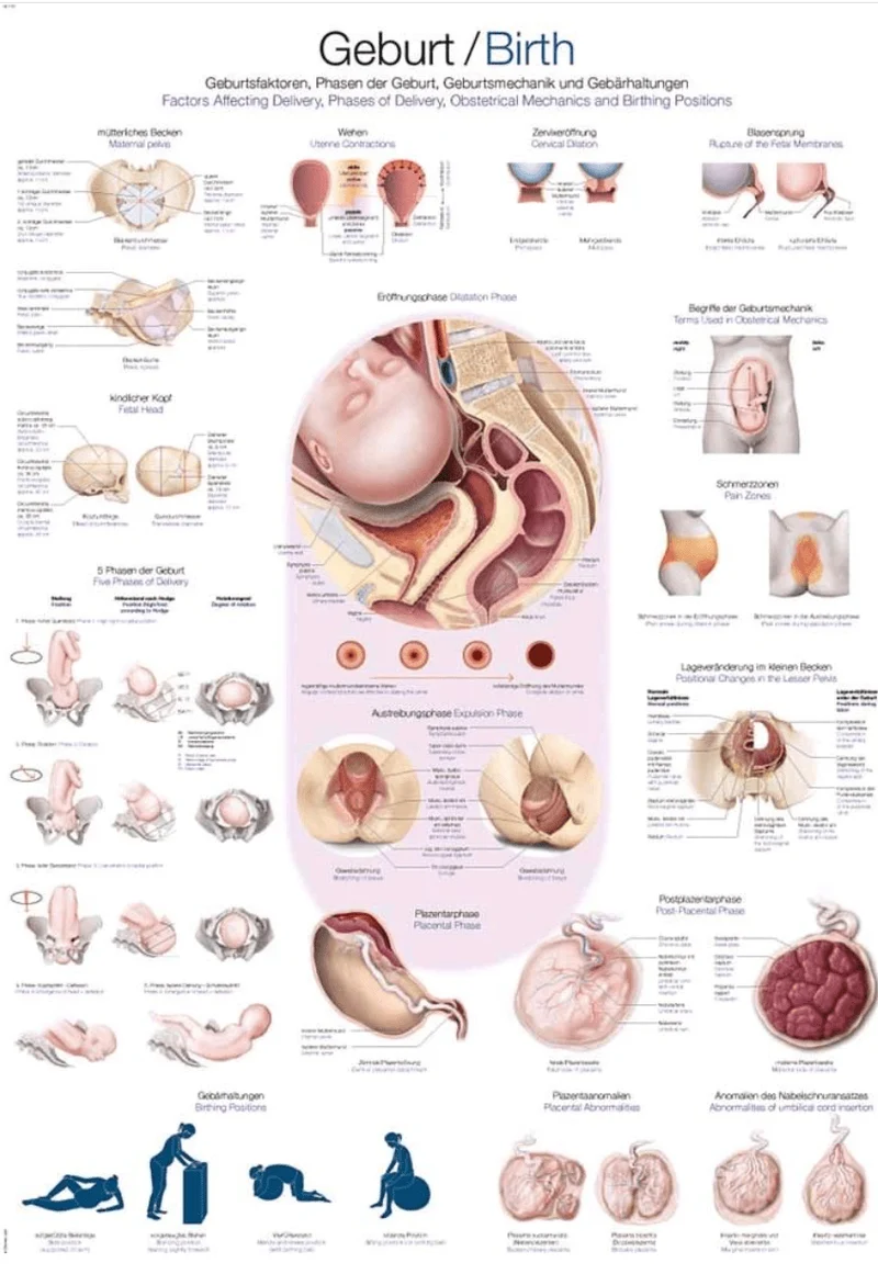 Lehrtafel Human Medizin