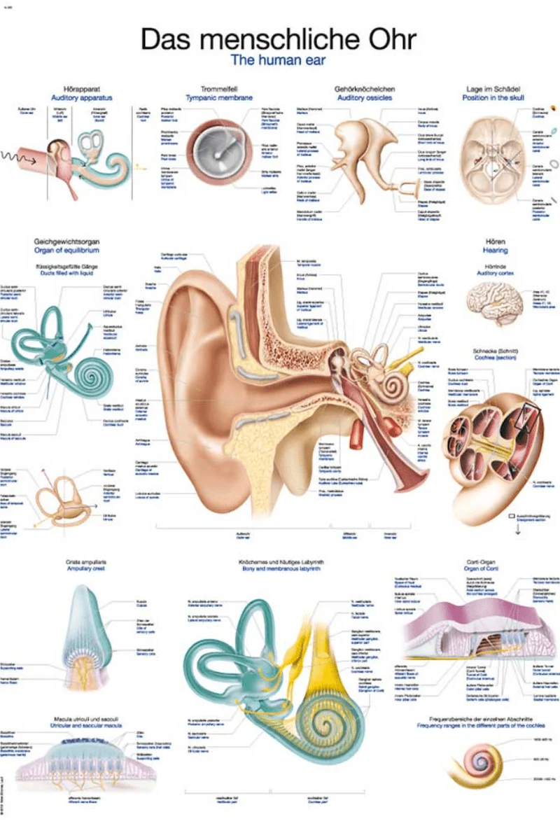 Lehrtafel Human Medizin