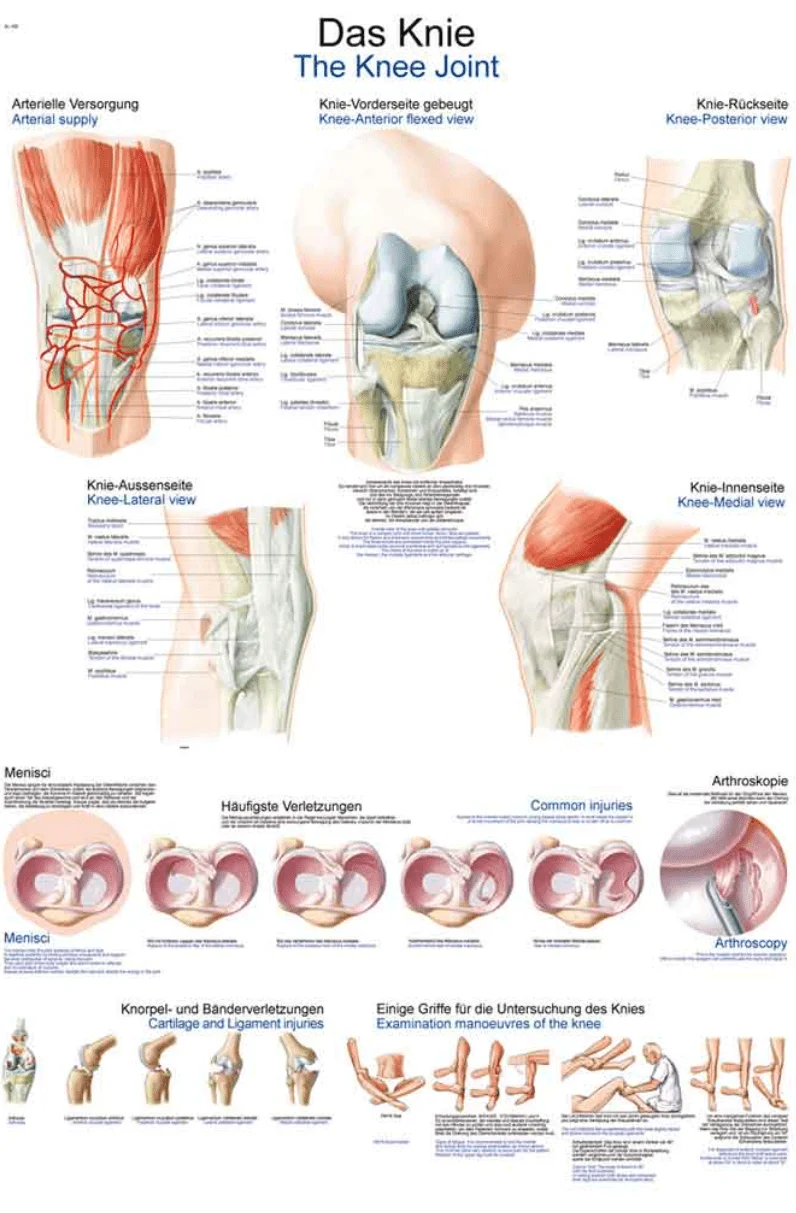 Lehrtafel Human Medizin