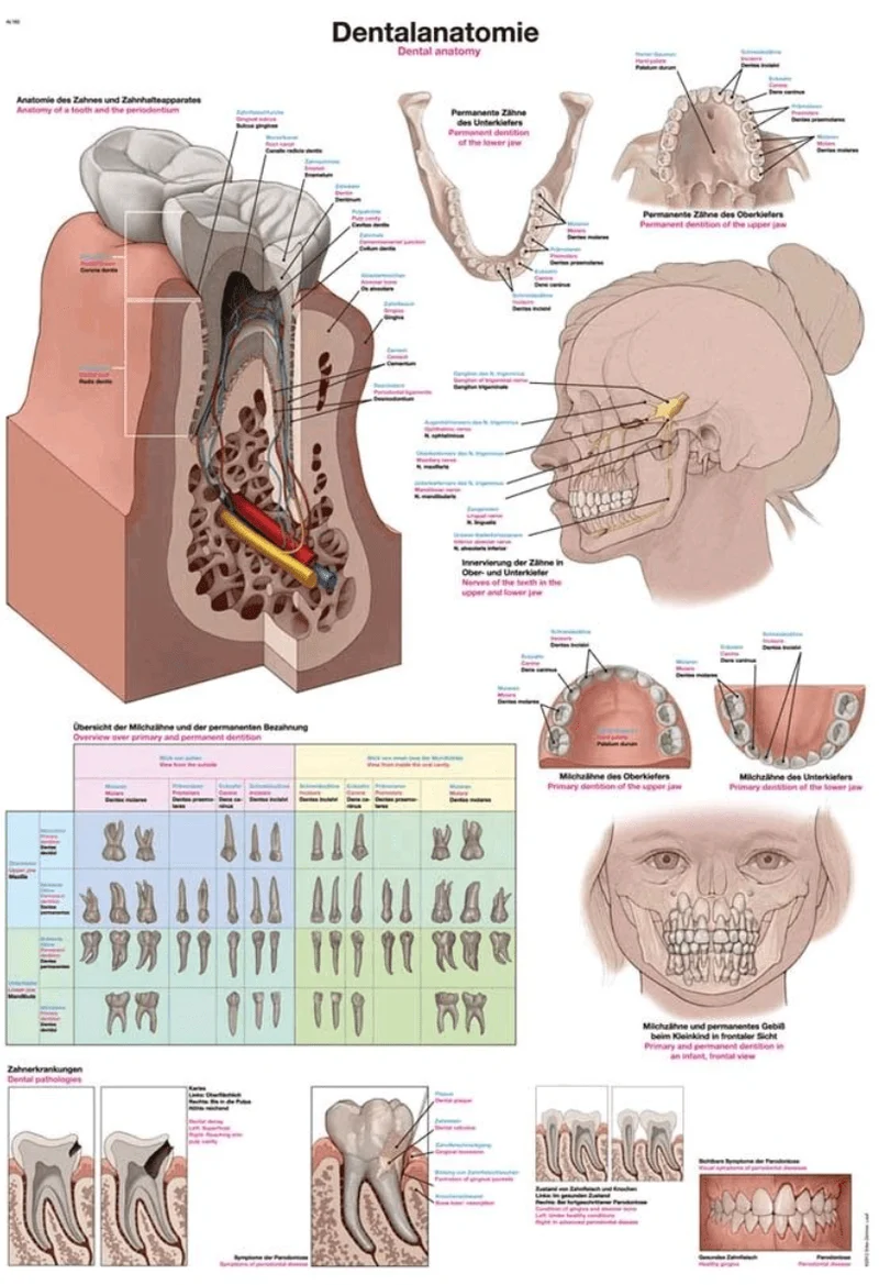 Lehrtafel Human Medizin