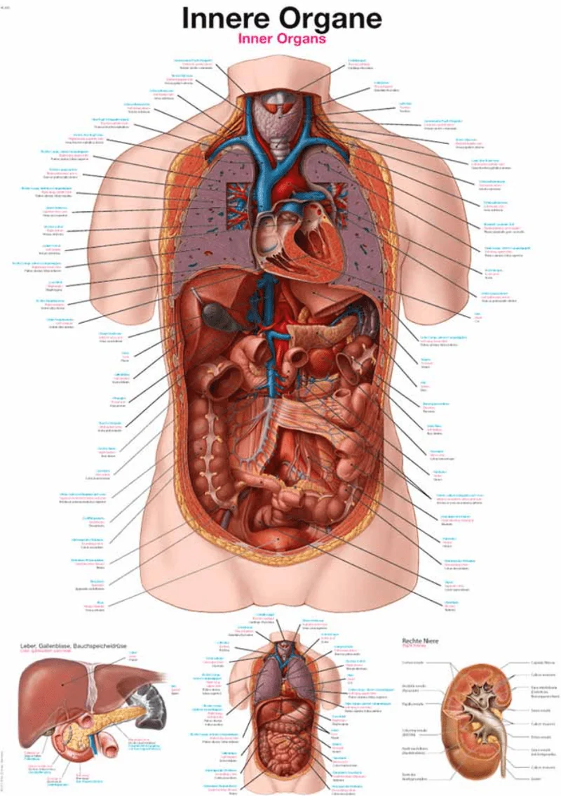 Lehrtafel Human Medizin