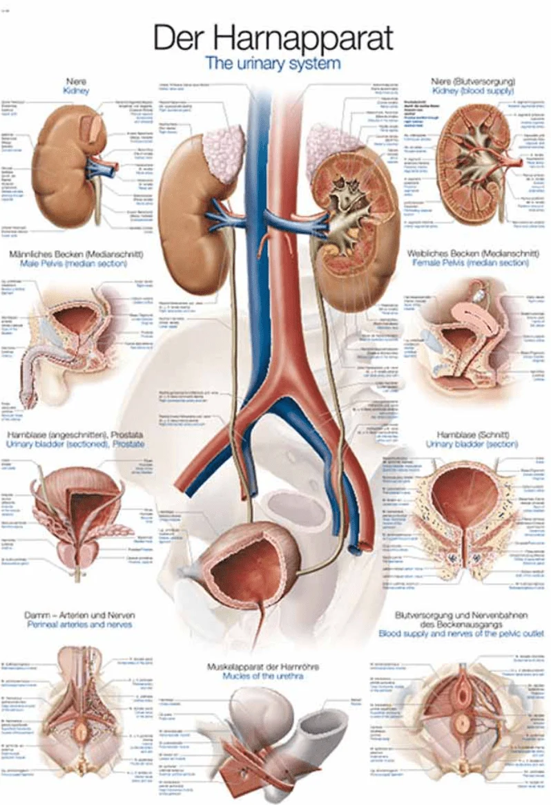 Lehrtafel Human Medizin