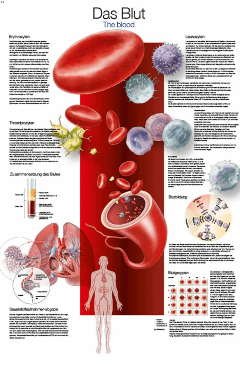 Lehrtafel Human Medizin