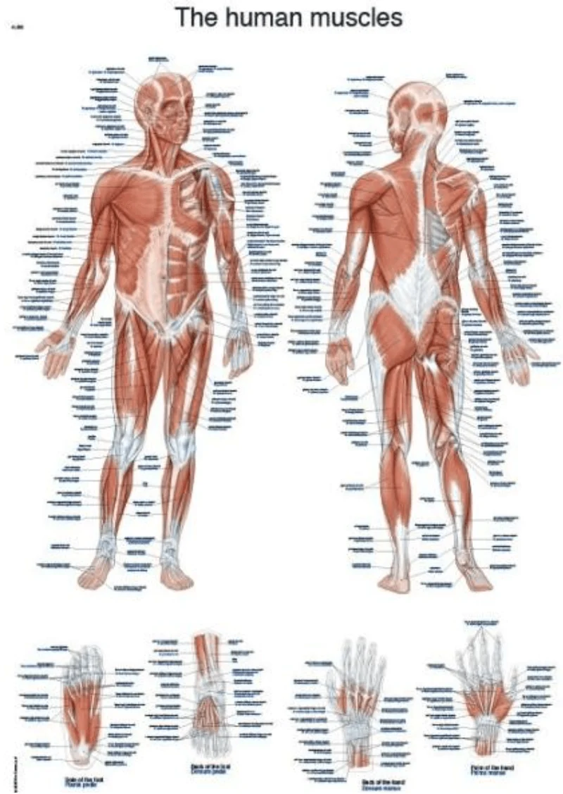 Lehrtafel "The human muscles"